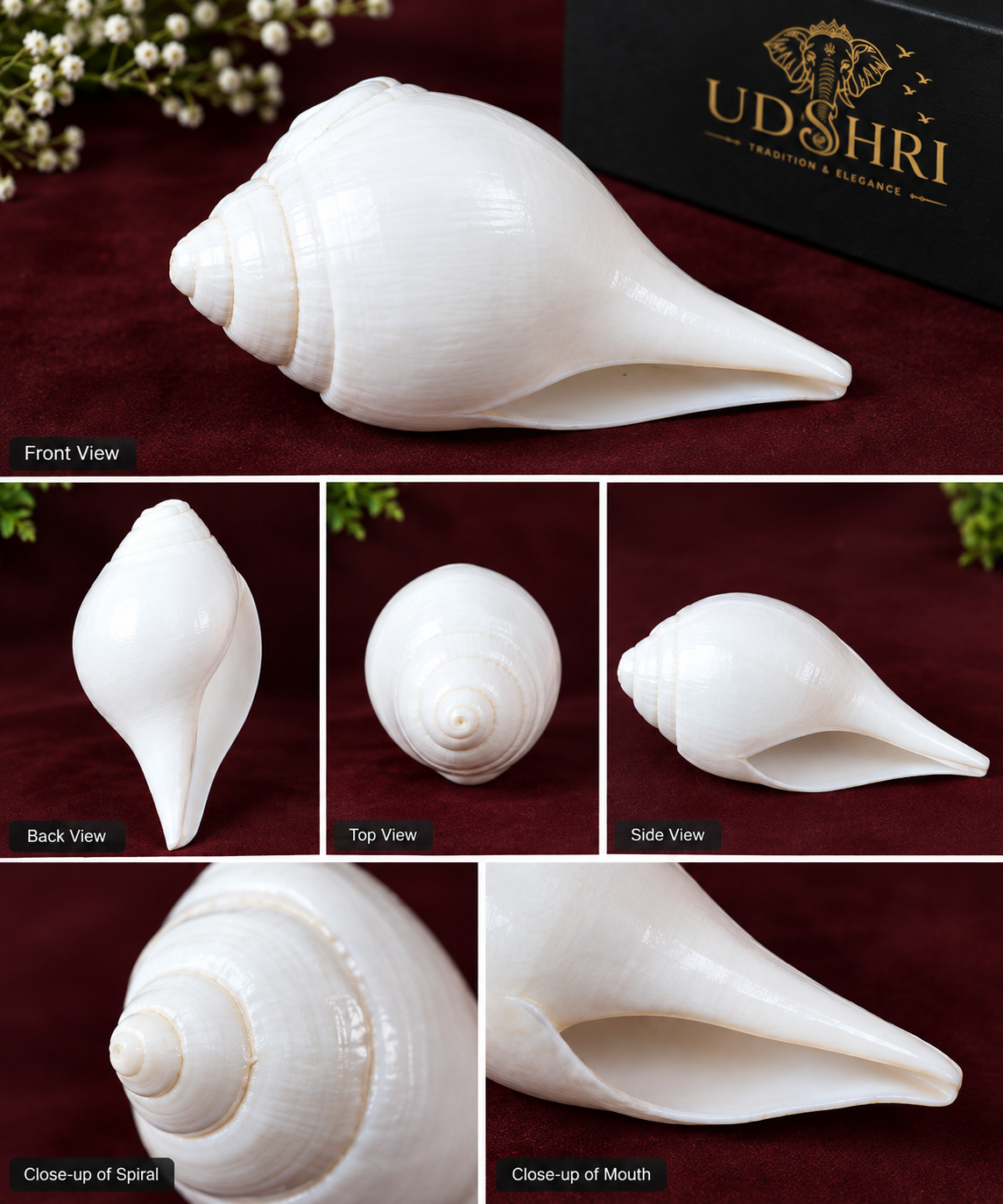 Sacred Authentic Puja Shankh Collection