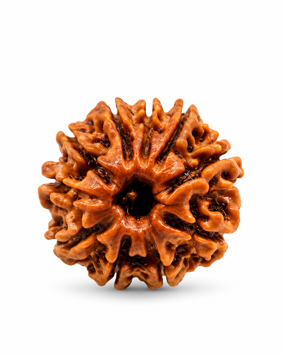 Original Nepal 10 Mukhi Rudraksha