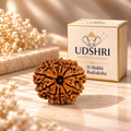 Original Nepal 11 Mukhi Rudraksha
