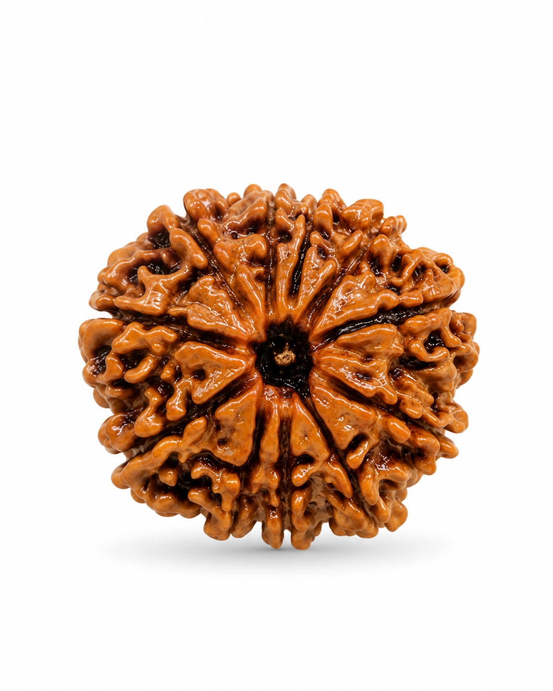 Original Nepal 11 Mukhi Rudraksha