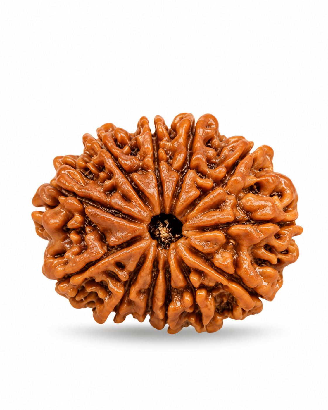 Original Nepal 12 Mukhi Rudraksha