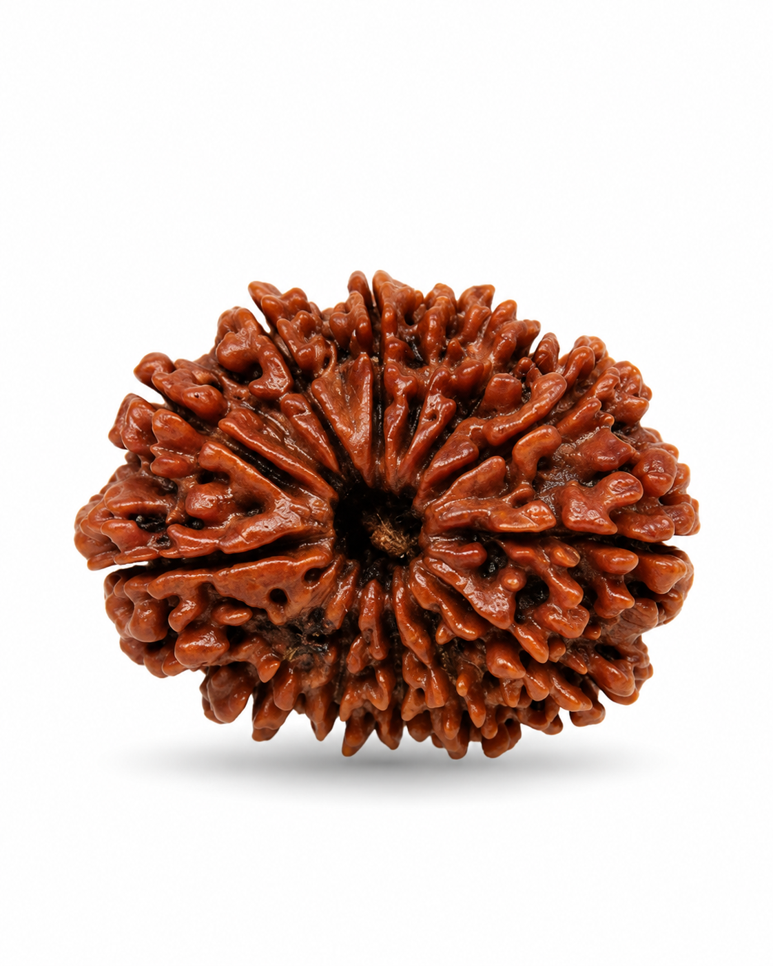 Original Nepal 13 Mukhi Rudraksha