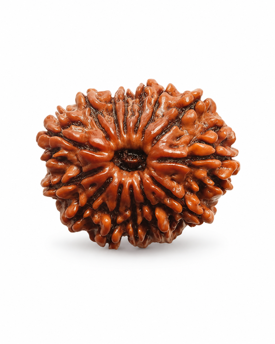 Original Nepal 14 Mukhi Rudraksha