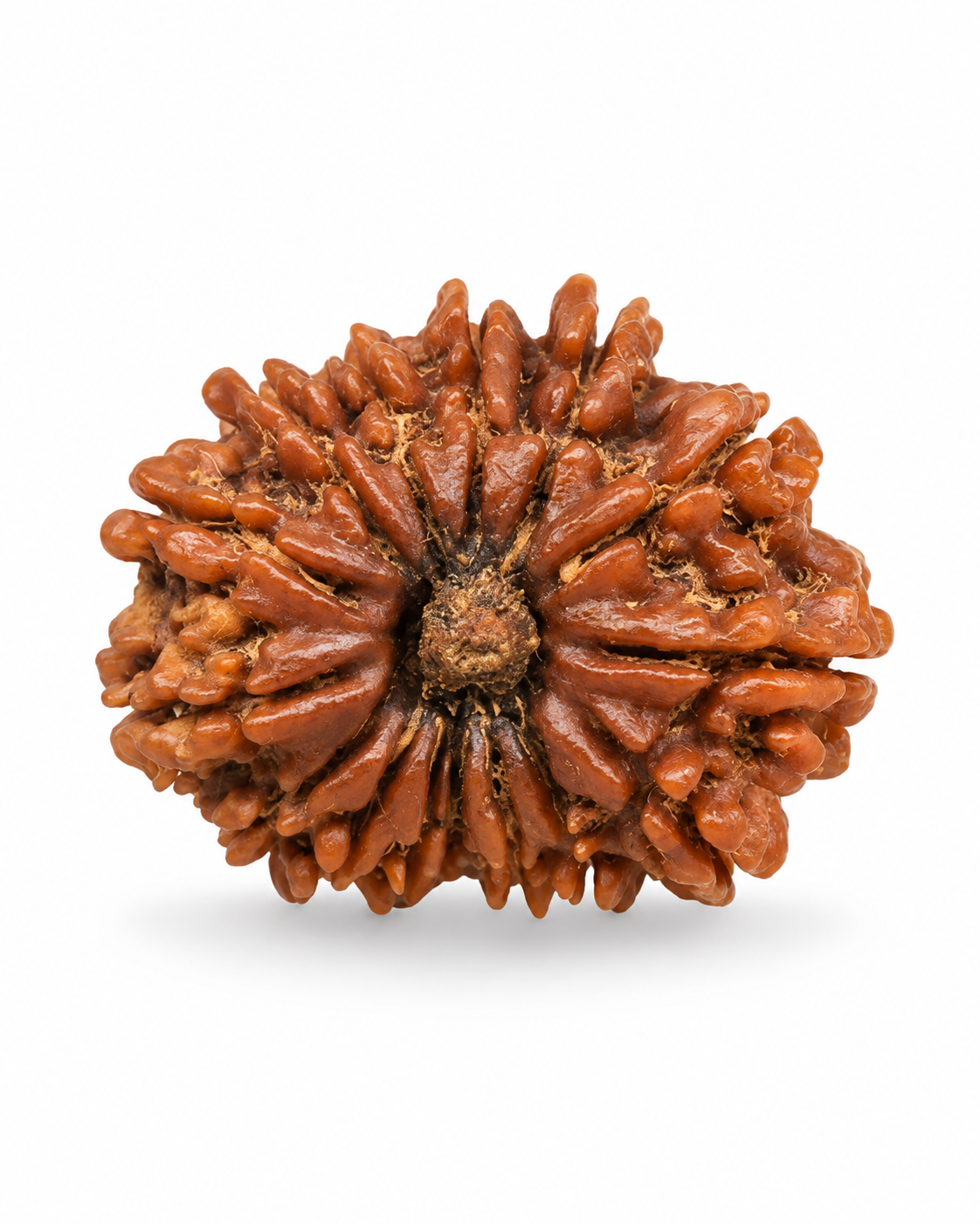 Original Nepal 15 Mukhi Rudraksha