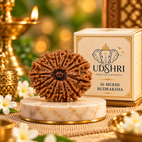 Original Nepal 16 Mukhi Rudraksha