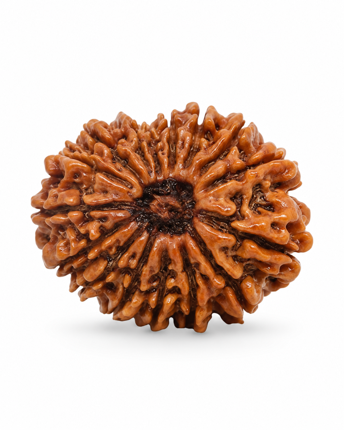 Original Nepal 16 Mukhi Rudraksha