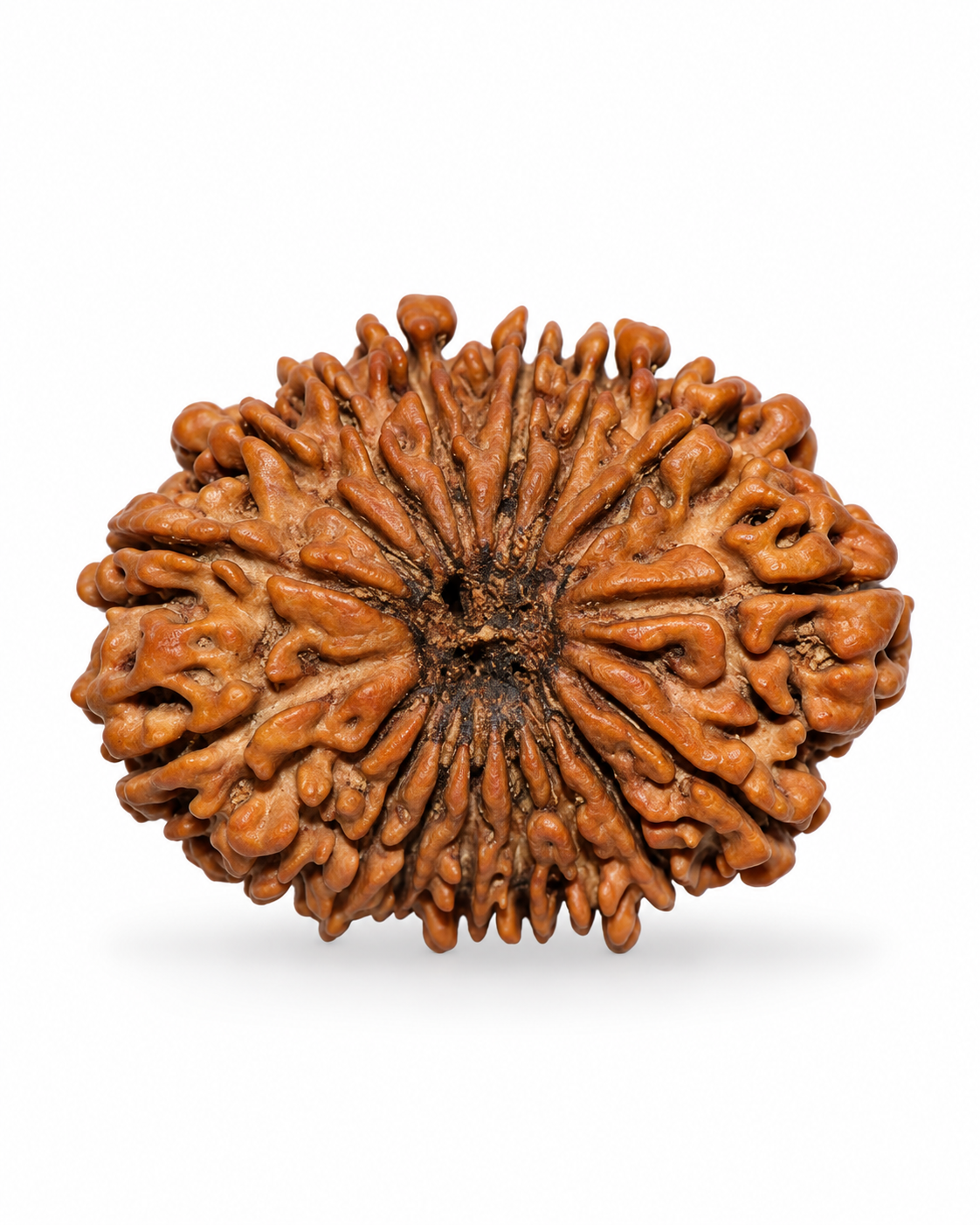 Original Nepal 17 Mukhi Rudraksha