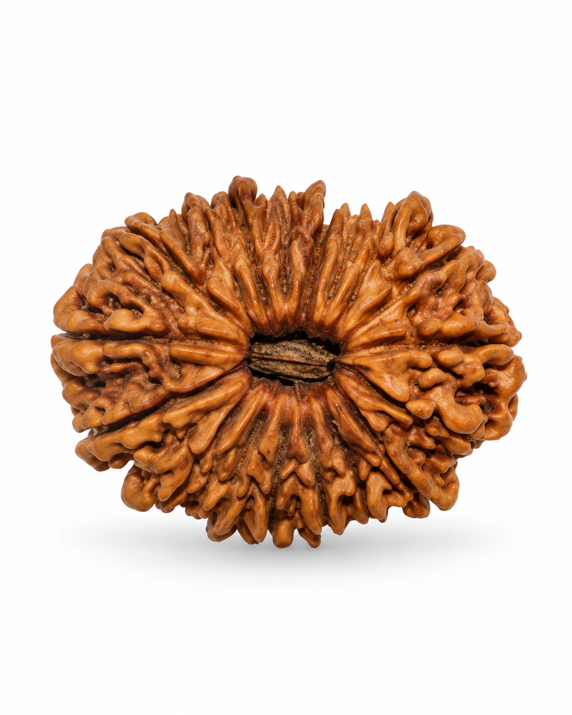 Original Nepal 18 Mukhi Rudraksha