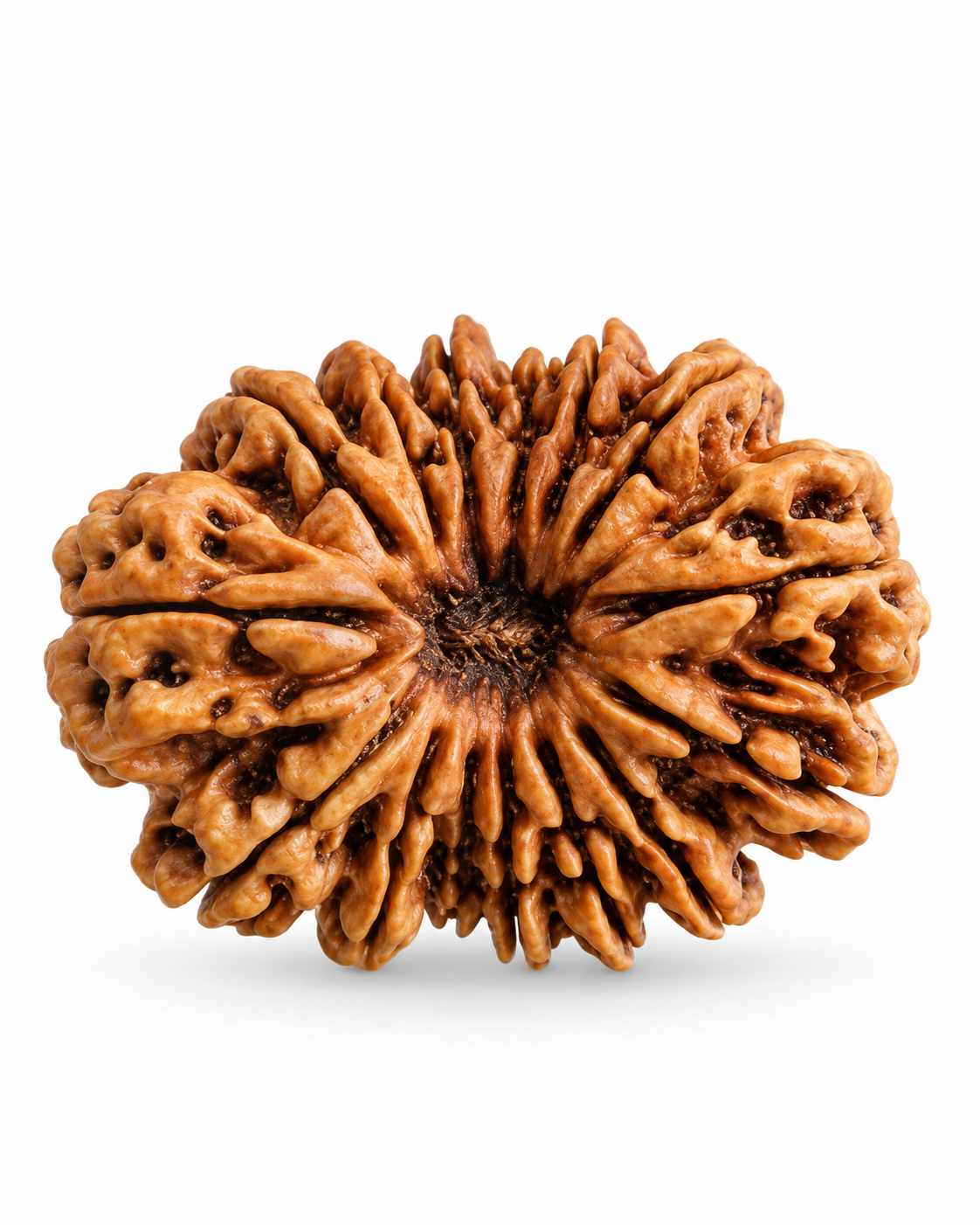 Original Nepal 19 Mukhi Rudraksha