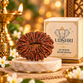 Original Nepal 20 Mukhi Rudraksha