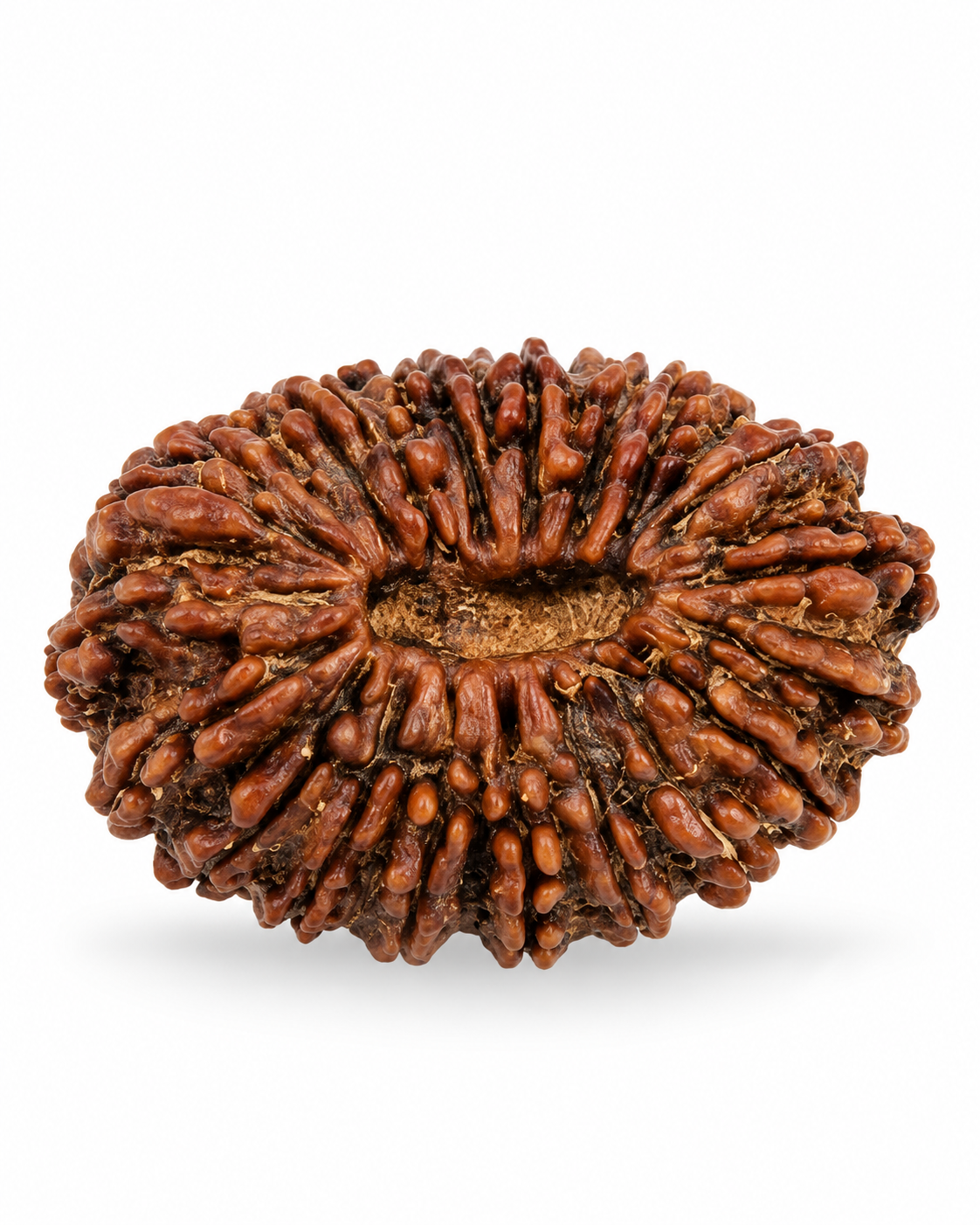 Original Nepal 20 Mukhi Rudraksha