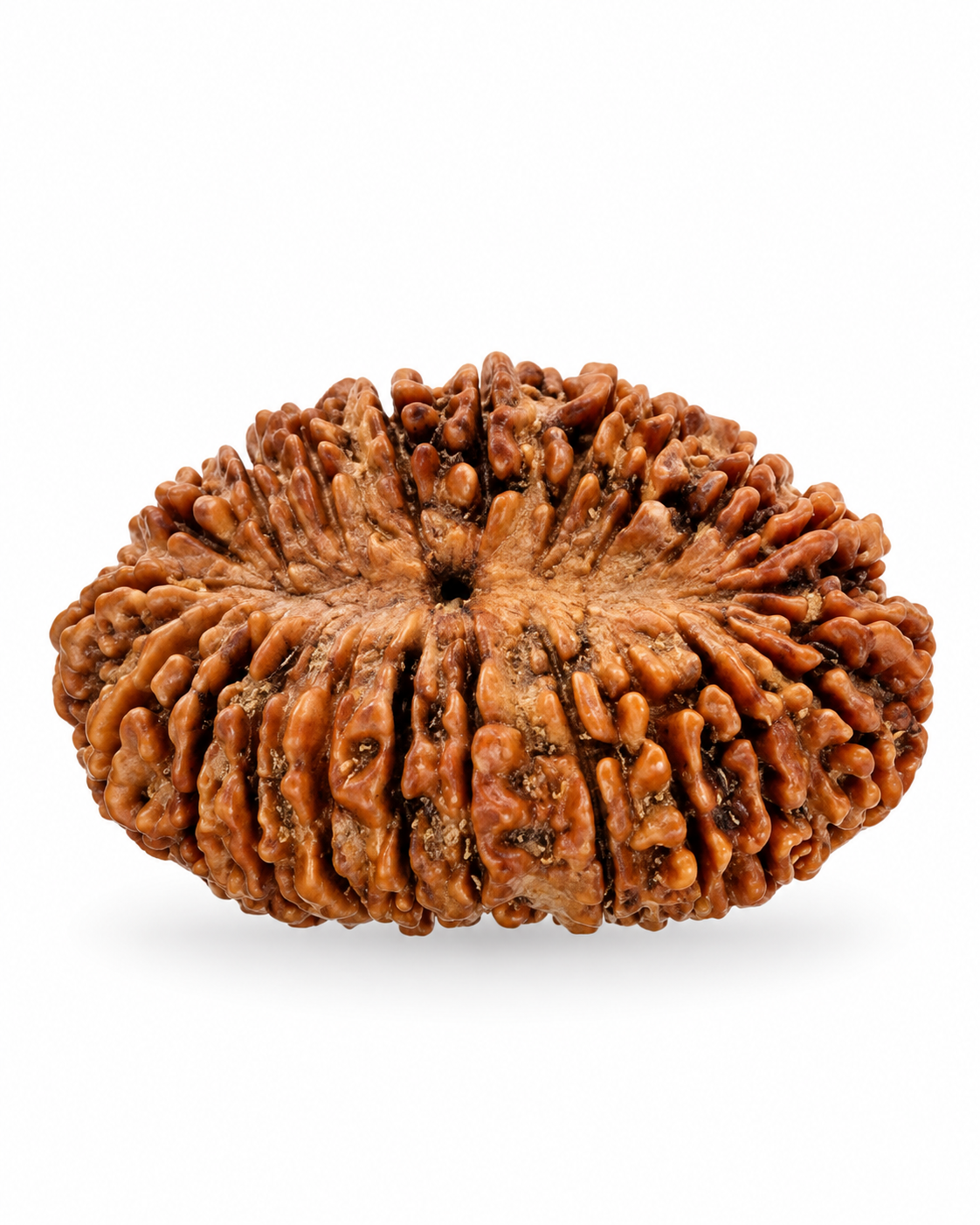 Original Nepal 21 Mukhi Rudraksha