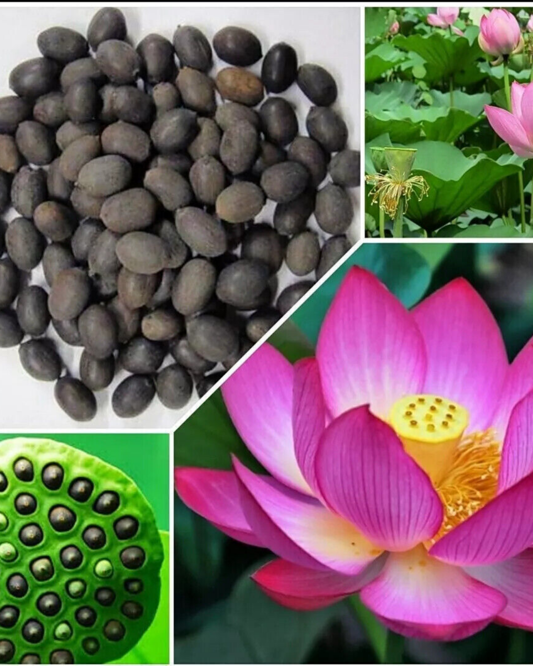 Pure Original Sacred Lotus Seeds