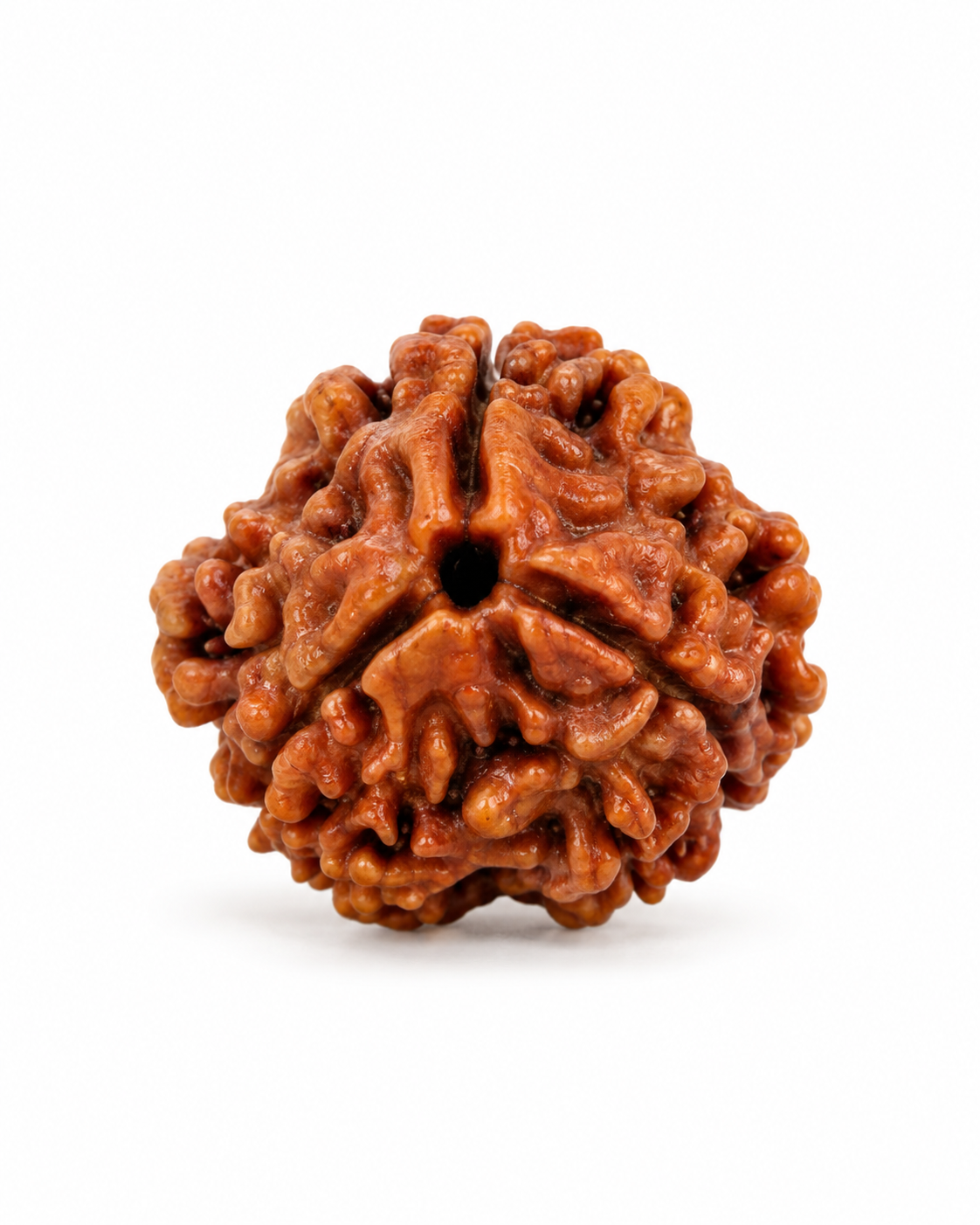 Original Nepal 3 Mukhi Rudraksha