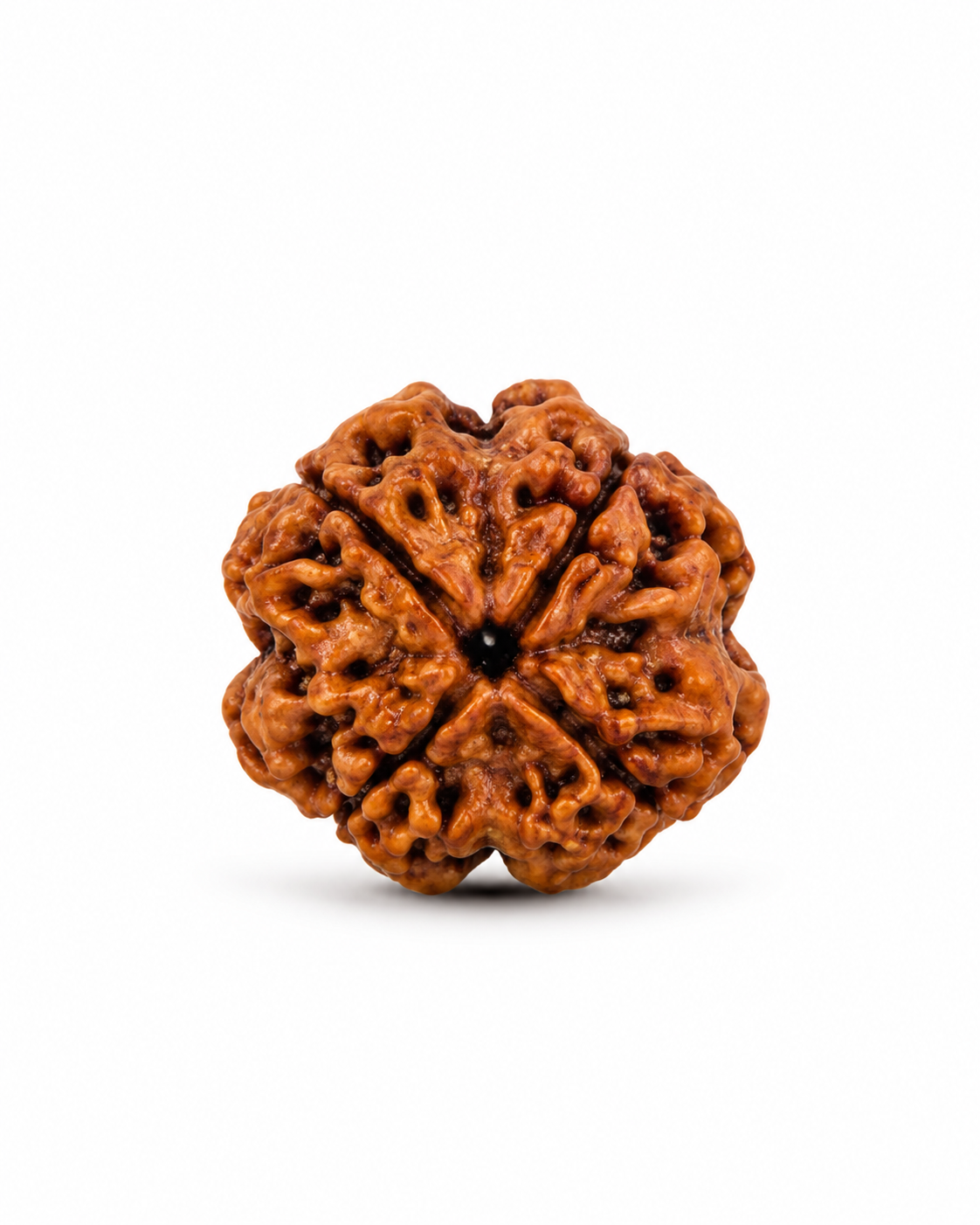 Original Nepal 4 Mukhi Rudraksha