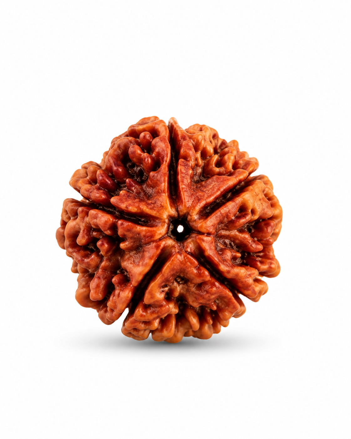 Original Nepal 5 mukhi rudhraksh