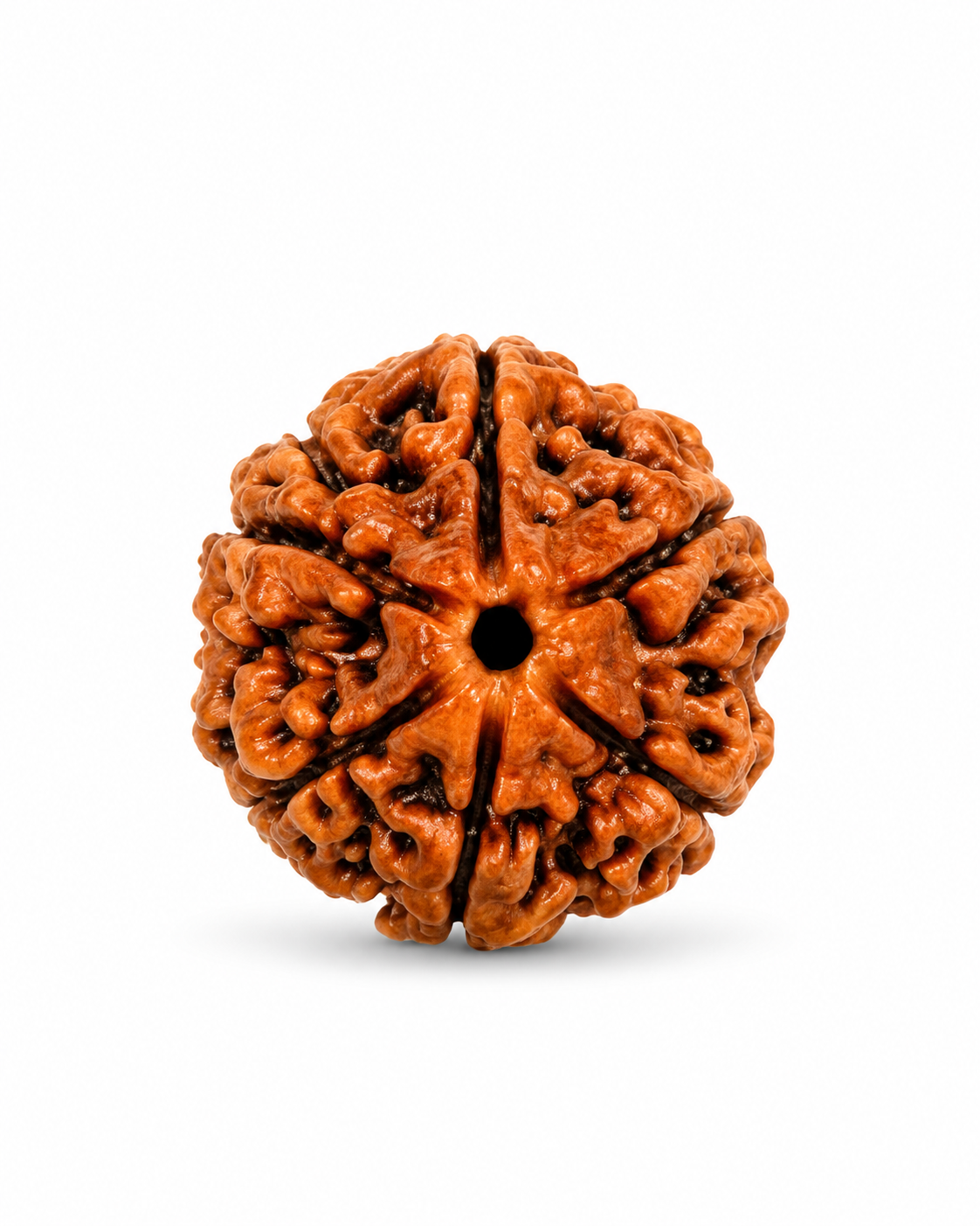 Original Nepal 6 Mukhi Rudraksha