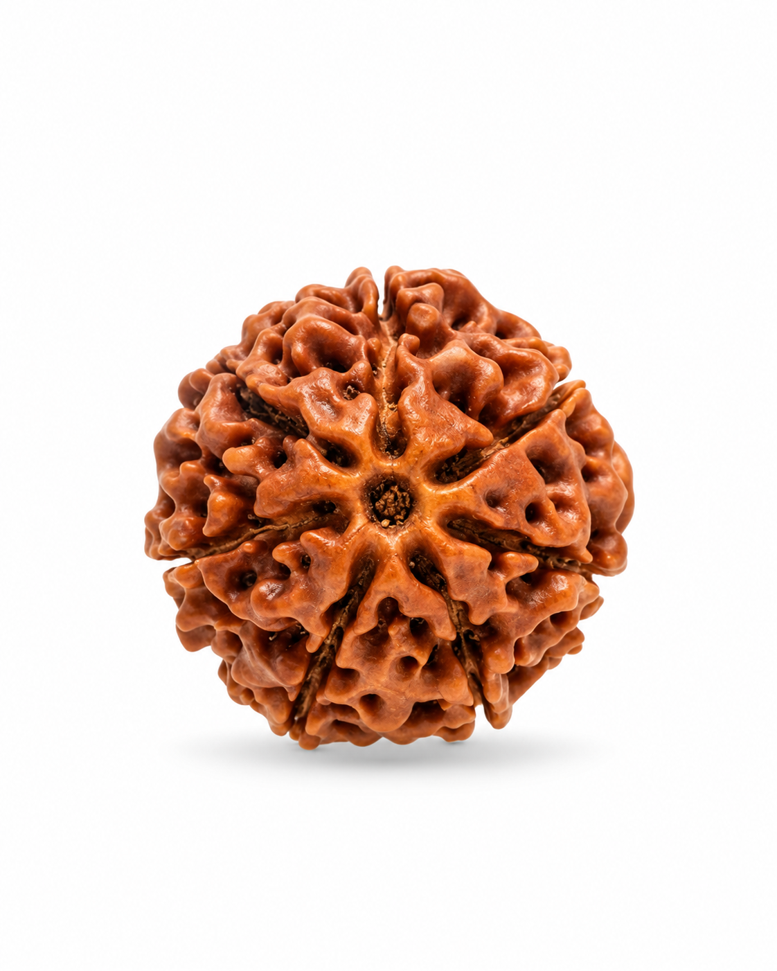 Original Nepal 7 Mukhi Rudraksha