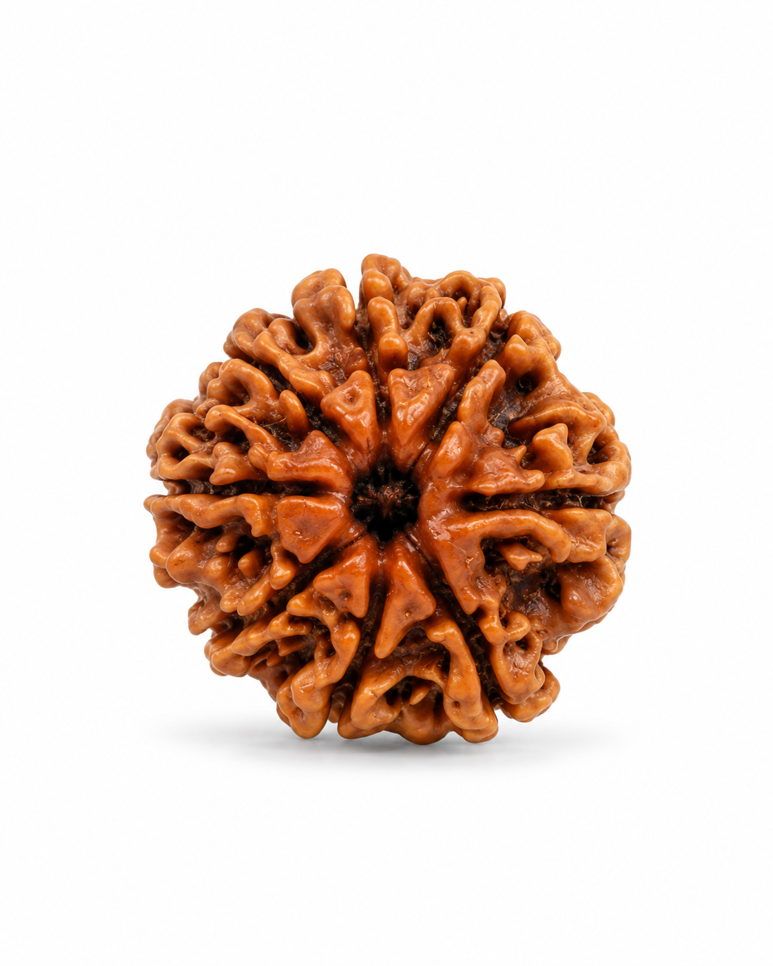 Original Nepal 8 Mukhi Rudraksha