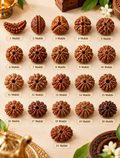 Sacred 1 To 21 Mukhi Rudraksha