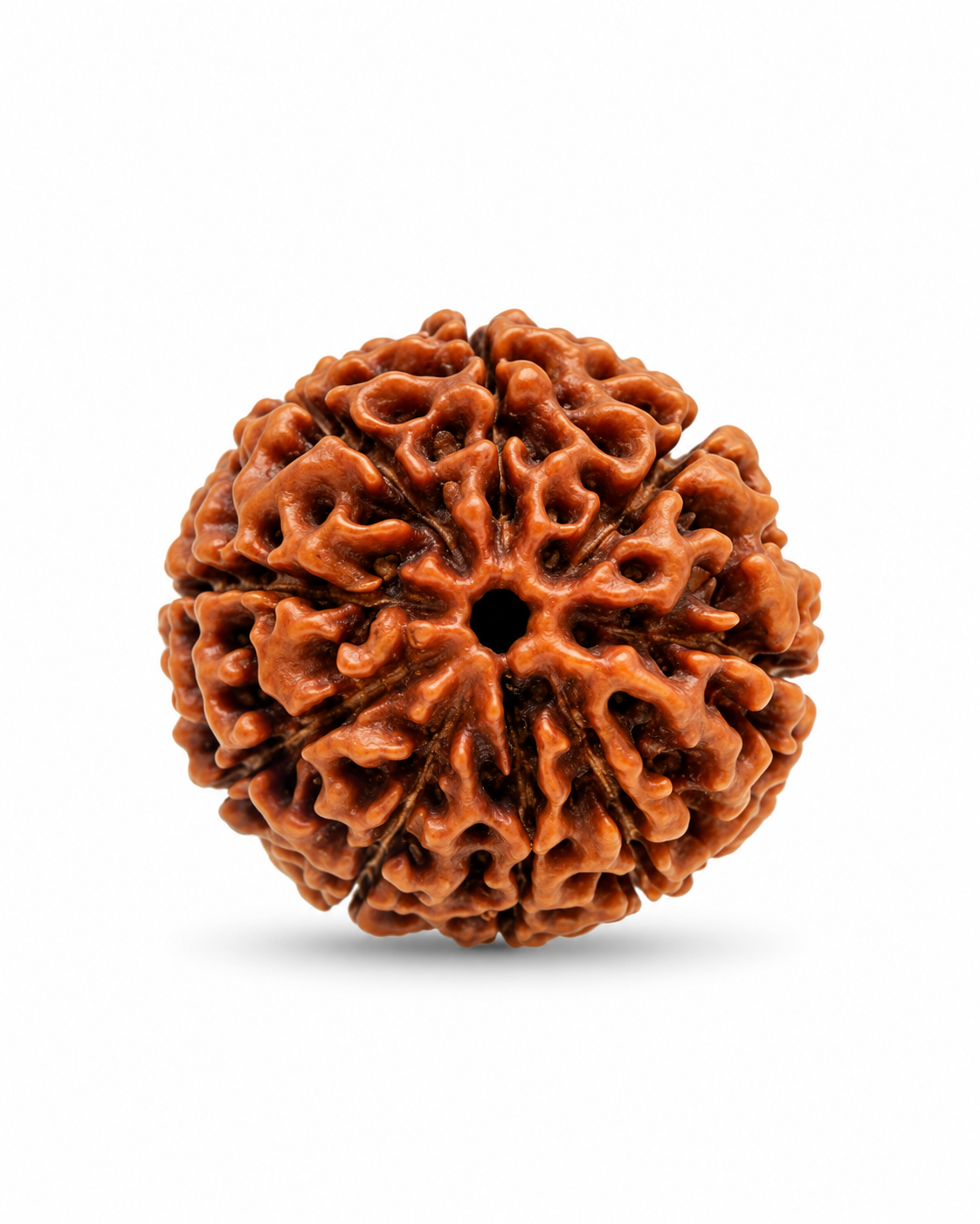 Original Nepal 9 Mukhi Rudraksha