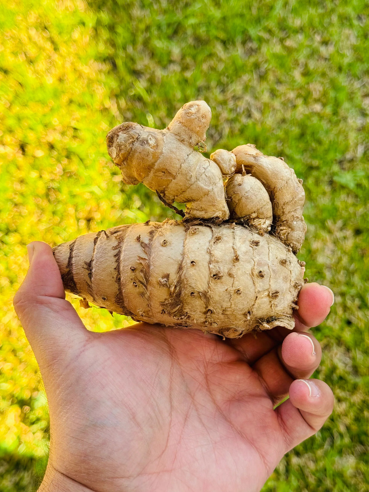 Sacred Rare Black Turmeric Rhizome