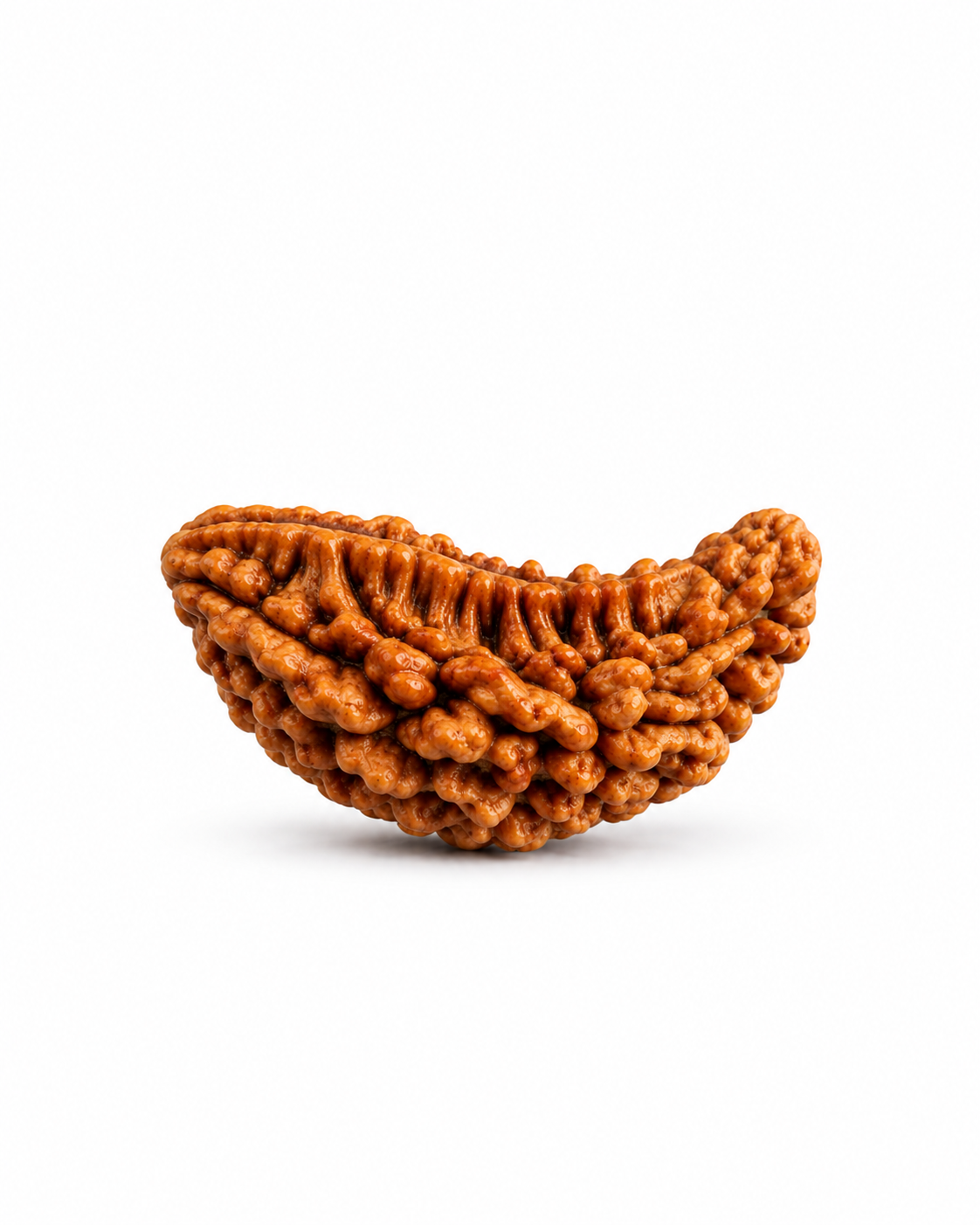 Original Nepal 1 Mukhi Rudraksha