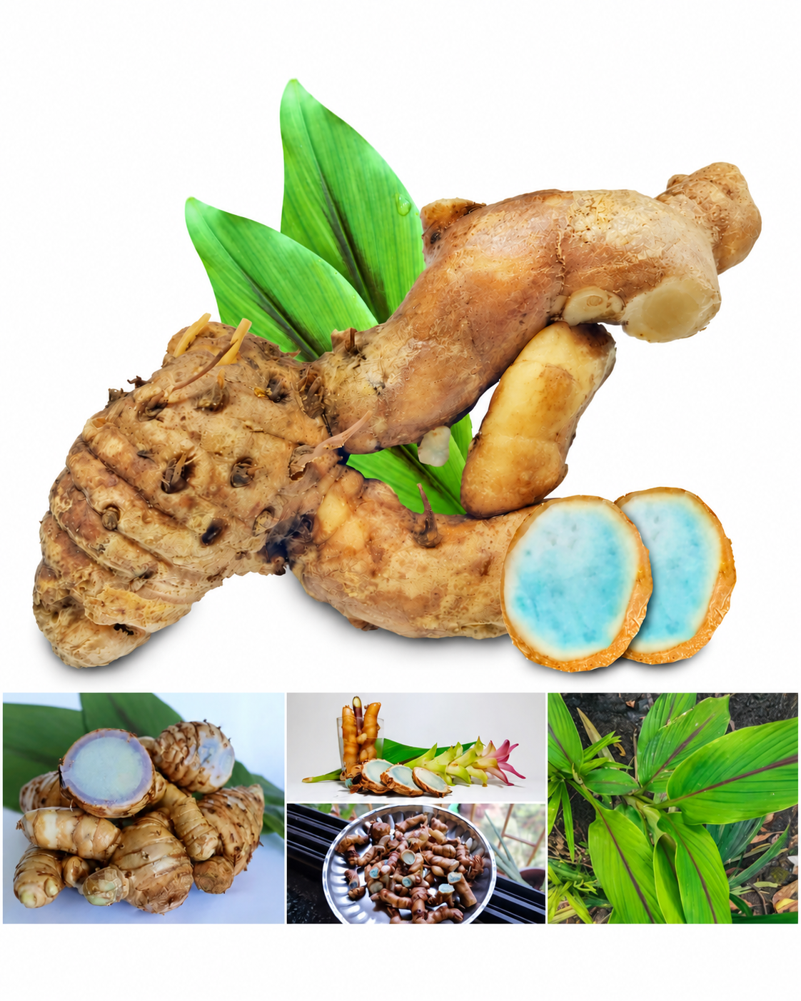 Sacred Rare Black Turmeric Rhizome