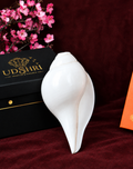 Sacred Authentic Puja Shankh Collection