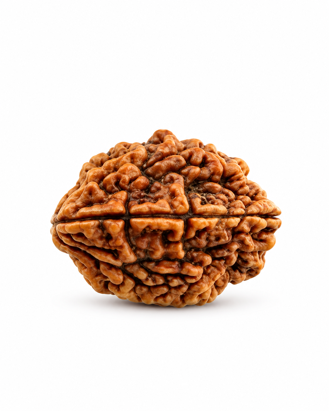 Original Nepal 2 Mukhi Rudraksha